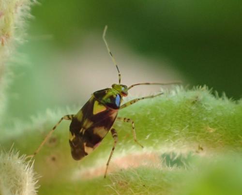 Liocoris tripustulatus